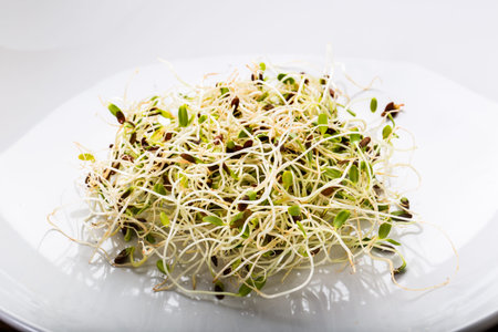 Organic young alfalfa sproutsの写真素材