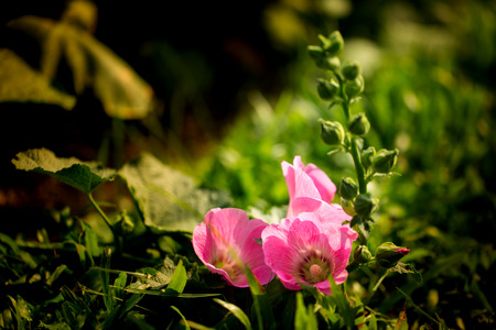The Pink Hollyhock flower in the garden.の写真素材