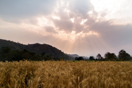 Barley rice field in the morning light.の写真素材