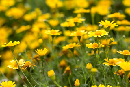Thymophyllia, the beautiful little yellow flower.