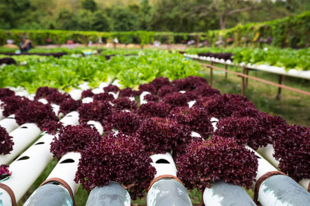 The organic vegetable farm for healthy eating.の写真素材