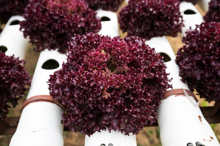 Red coral, fresh organic salad vegetable farm.