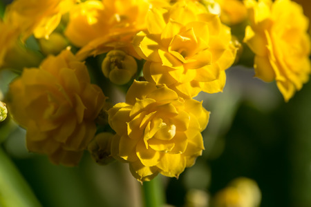 Soft focus of beautiful Kalanchoe flower in tropical garden.の写真素材