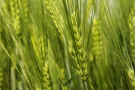 Barley fieldの写真素材