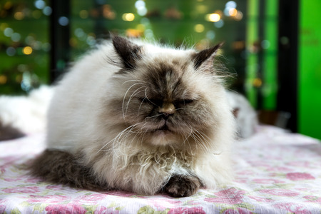 Persian tabby cat feel sleepy.の写真素材