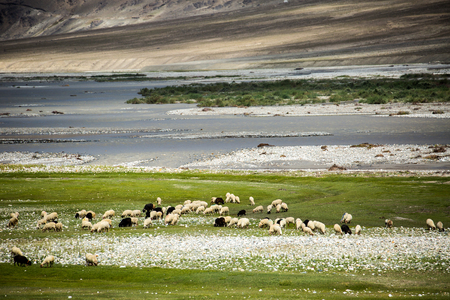 Sheep in the field at Padum, Zanskar vally, India.の写真素材