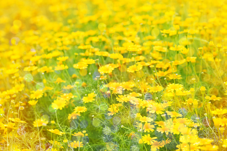 The beautiful flower soft tone background.の写真素材