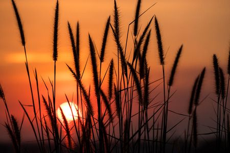 Silhouette of grass flower in sunset.の写真素材
