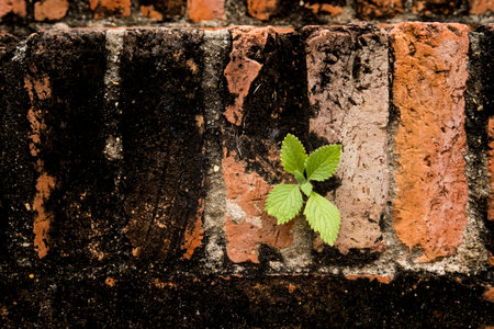 Little plant on old brick wallの写真素材