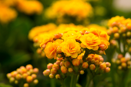 The beautiful Kalanchoe flower in tropical garden.の写真素材