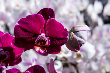 Beautiful Farland orchid in tropical garden.の写真素材