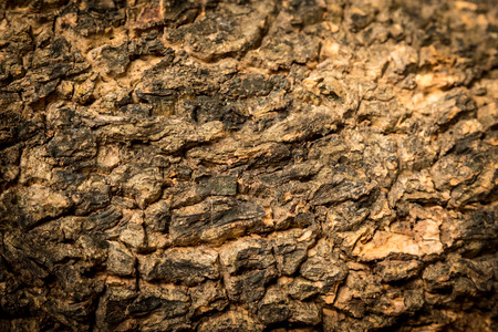 Old bark wood background.の写真素材