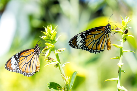 Common tiger butterfly perched on the leaf.の写真素材