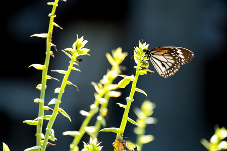 Common tiger butterfly perched on the leaf.の写真素材