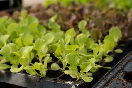 Melon sprout on seeding tray in the farm.の写真素材