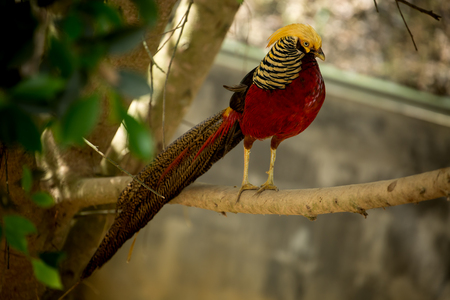 Golden Pheasant on the branch.の写真素材