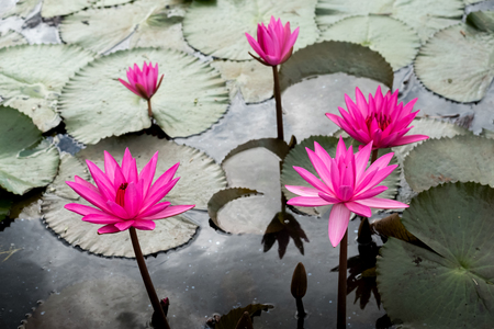 Pink lotus or water lily.の写真素材