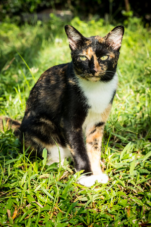 Female cat sitting on the grass.の写真素材