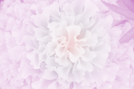The beautiful flower in soft creamy tone background.の写真素材