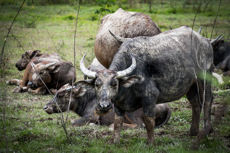 Buffalo chew the grass in relax time.