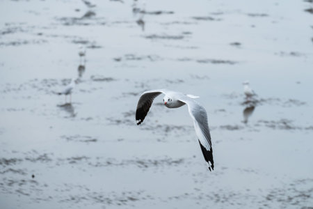 Seagull flying in the sky.の写真素材