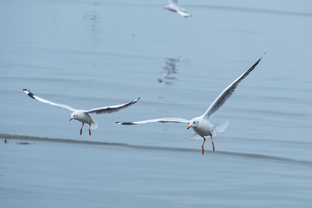 Seagull flying in the sky.の写真素材