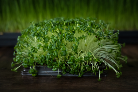 Microgreen, vegetable from growing of seed become sprout.の写真素材