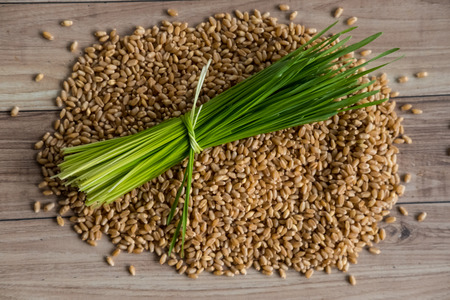 Fresh wheat grass and seed.の写真素材