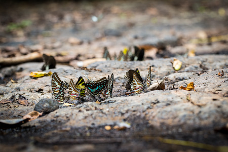 Butterflies eating mineral on the stone.の写真素材