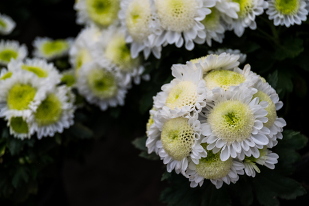 Chrysanthemum flower in the tropical garden.の写真素材
