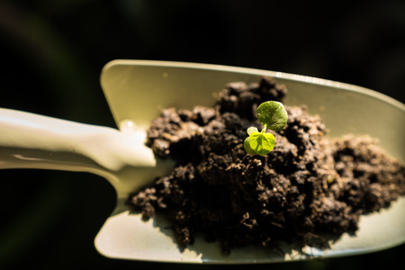 Young plant on soil over shovel.の写真素材