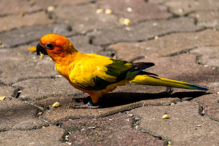 Conure parrot walking on the ground.