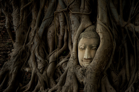 Buddha image head in the root of bothi tree at Wat Mahathat, Ayutthaya, Thailandの写真素材