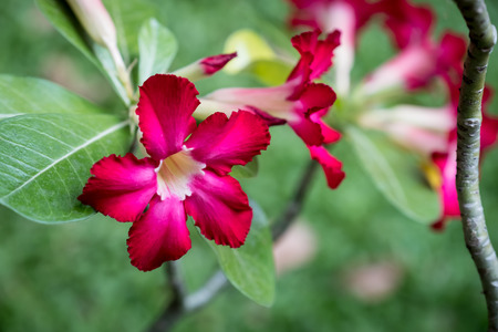 Desert Rose or Impala Lily or Mock Azalea.の写真素材