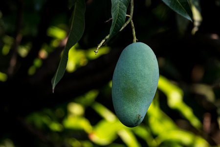 Young mango on mango tree.の写真素材