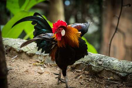 Rooster in the garden.の写真素材