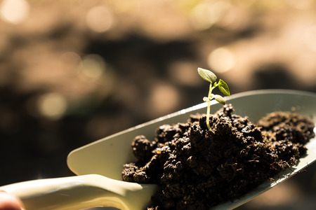 Young plant on soil over shovel.の写真素材