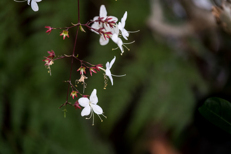 The beautiful Bridal Veil flower or Nodding Clerodendron in tropical garden.の写真素材