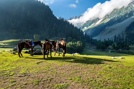 The view of countryside between the forest, in  Sonamarg, Jammu and Kashmir state, India.の写真素材