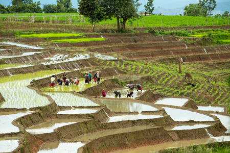 Chiangmai, Thailand - July 12, 2014 : Thai 
tribe farmer farming rice in rice paddy terraces on mountain.のeditorial素材