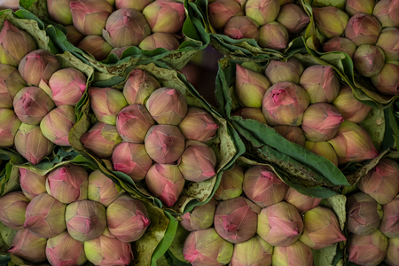 Bundle of lotus flower.の写真素材