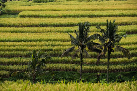 Jatiluwih rice terrace in Bedugul, Bali, Indonesia.