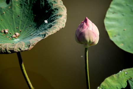 Lotus flower bud in swamp.の写真素材