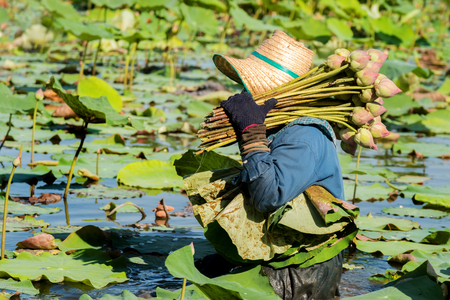 Farmer harvesting lotus in swamp for sale.の写真素材
