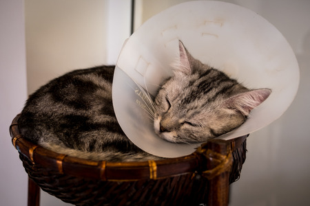 Cat with veterinary cone on its head, after surgery.の写真素材