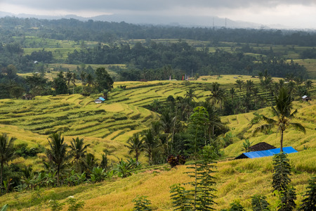 Jatiluwih rice terrace in Bedugul, Bali, Indonesia.の写真素材