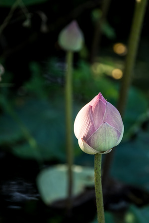 Lotus flower bud in swamp.の写真素材