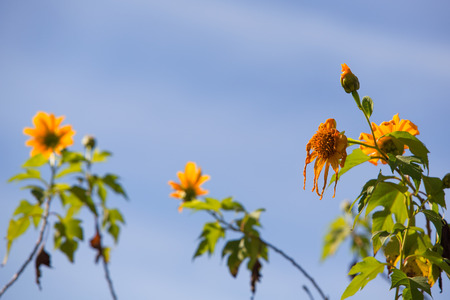 Mexican sunflower or Tithonia diversifolia (Origin at Mexico) Thailandの写真素材