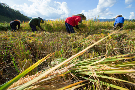 Chiang Mai, Thailand: Farmers harvest their crops sharply during the harvest season in the rice fields on terraced in north Thailand, Mae jam, Chiang Mai, Thailand.の写真素材