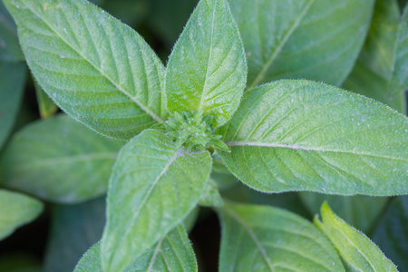 natural green leaf texture and background with selective focus